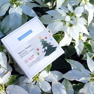 【聖誕禮物】隕石 - 琥珀糖 / 拓帕石系列 聖誕禮盒