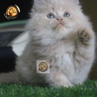 Kucing Persia Peaknose Super ~Ori