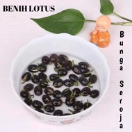 Lotus flower seeds | Lotus flower | Lotus flower | 100 nymphaea flowers