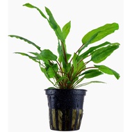 tumbuhan akuatik Cryptocoryne wendtii `Green' aquascape