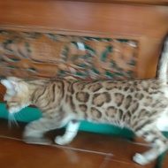 kucing bengal betina cantik