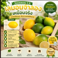 FR-10 Fake Fruit Lemon 7.5*5.2cm.