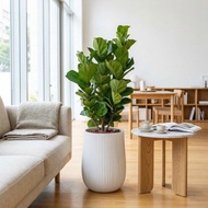 小葉琴葉榕落地盆栽 直條紋湛白圓盆 落地盆栽禮 開幕送禮 植栽