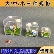 Spider Jumping Spider Small Pet Climbing Pet Reptile Insects Insects Crickets Transparent Ornamental