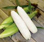 BIJI/BENIH JAGUNG PULUT KETAN PUTIH/PULUT PUTIH