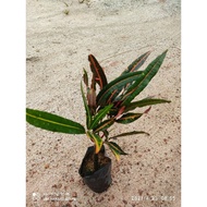 ANAK POKOK PUDING DAUN PANJANG URAT MERAH (lawi ayam) BERAKAR DALAM POLIBAG