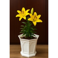 LG Arab pots 2 inches 7, Asian plastic pots