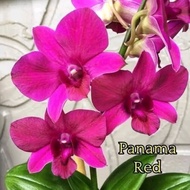 Dendrobium anggrek Panama red remaja /spike siap berbunga