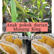 Anak Pokok Durian Musang King ISI KUNING TEBAL