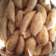 Ubi Cilembu / Ketela Madu Cilembu / Ketela Madu 1 Kg