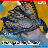 sale Udang Galah Jumbo 1kg isi 4-6 Ekor Segar - Udang Galah Segar Air
