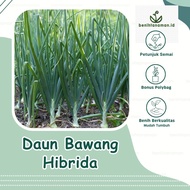 35 Biji - Benih Daun Bawang Jepang Tokyo Natsugoro no.02