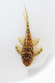 Pleco Baby L66 / L333 (Hypancistrus sp)