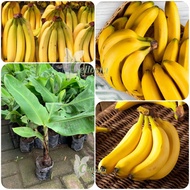 Bibit Tanaman Buah Pisang Sunpride Cavendish / Kavendis