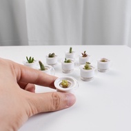 Mini Live Succulent Plant Gift