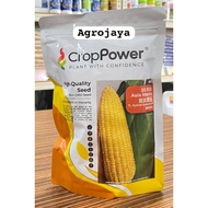 ASIA MANIS SS932 Crop Power Biji Benih Jagung Sangat Manis F1 Hybrid Super Sweetcorn Seeds Paket 200