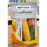 ASIA MANIS SS932 Crop Power Biji Benih Jagung Sangat Manis F1 Hybrid Super Sweetcorn Seeds Paket 200gm