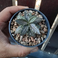 Euphorbia tulearensis selected glossy leaves