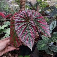 [ READY ] tanaman hias begonia rex walet pink bonus pot ORI