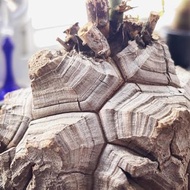 快閃價$1280. 精品｜南非龜甲龍｜Dioscorea elephantipes  ｜———｜塊根植物｜象牙宮｜龜甲龍｜曲刺妖炎｜橄欖｜象足漆樹｜多肉植物｜龍舌蘭｜嚴龍｜