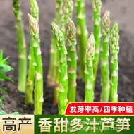Asparagus Seeds High-Produced Year-Old Asparagus Seeds Autumn Winter Vegetable Seeds Four Seasons Co