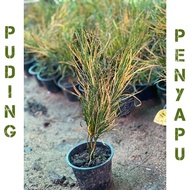 Pokok puding Penyapu/ puding jarum mas hybrid Thai murah