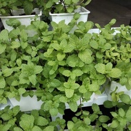 pokok pudina hidup/ mint