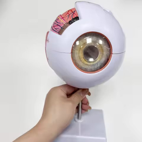 Human Anatomy Magnified 6 Times Eye Model School Teaching Supplies Tool