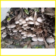 ➥ ∰ ∯ kabuteng saging/mushrooms seeds