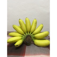 Benih Pisang Emas Gred AAA Dari Ladang