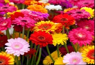 ขายส่ง 100 เมล็ด เมล็ดเยอบีร่า คละสี ดอกไม้ ดอกเยอบีร่า Gerbera ต้นเยอบีร่า ไม้ดอก ไม้ประดับ เยอบีร่ากระถาง ของแท้ 100% ไม้จัดสวน พืชเศรษฐกิจ