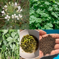 เมล็ดพันธุ์ผักเสี้ยน 3000-4000 เมล็ด 59 บาท ซื้อ 5 แถม 2