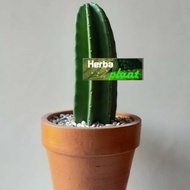 pohon kaktus belimbing/kaktus koboi