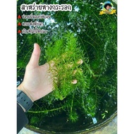 สาหร่ายหางกระรอก ใส่ตู้ปลา เพิ่มออกซิเจนในน้ำ เป็นที่พักให้ปลา Kaset Ban Gie พร้อมส่ง
