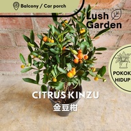 Citrus Kinzu 金豆柑 120mm Pot CNY Live Plant Pokok Hiasan Pokok Buah Limau Fruit [Lush Garden]