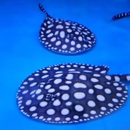 ikan pari air tawar black diamond