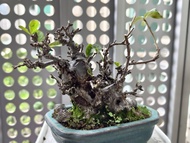 日本红花長壽梅盆栽植物