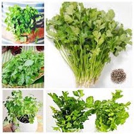 1 Tung of coriander seeds - coriander - silver coriander