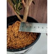 小叶雀舌罗汉松, 家有罗汉松，世代都轻松 Podocarpus
