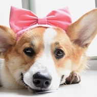 魔女宅急便經典寵物髮帶