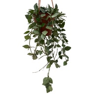 Hoya Krohniana Eskimo(0.3m)