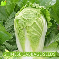 ผักกาดขาว CHINESE CABBAGE / PECHAY BAGUIO SEEDS (100 seeds) งอกเร็ว รสชาติอร่อยและชุ่มฉ่ำ ปลูกได้หลา