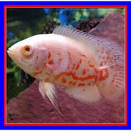 Ready Stock Ikan Oscar Tiger Albino Warna Putih Predator Hias