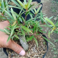 Bahan Bonsai Ficus California/ Tanaman Beringin Kalifornia terlaris