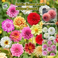 [Fast Germination/COD] High Quality Dahlia Flower Seeds - 100% Legit Mixed Multi Petals Dahlia Seeds