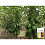 🔥🔥BIG SALES🔥🔥 [REPACK CROP POWER] BIJI BENIH BETIK SEKAKI BIG HONG KONG PY1/DWARF PAPAYA SEEDS