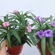 Ruellia Simplex Dwarf Pink Purple pot plant 矮粉紫芦莉植物