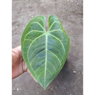 bibit anthurium regale