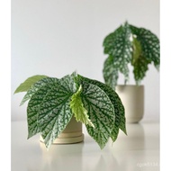 Bamboo Plant Green Wind Begonia Begonia Anita Hu Potted Flower Indoor Niche Begonia 9L6L