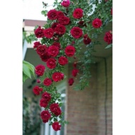 rose - miniature - bunga Ros jambak - climbing - memanjat - anak pokok